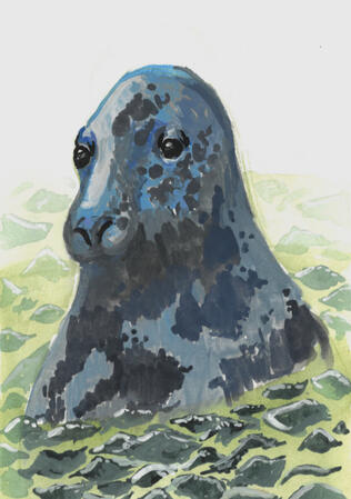 Untitled A painting of a grey seal popping it's head out of the water