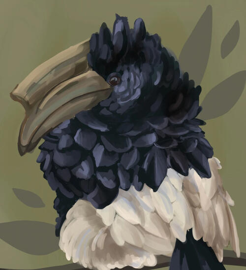 A digital painting of a white-thighed hornbill. Against an olive green background with leaf shapes.